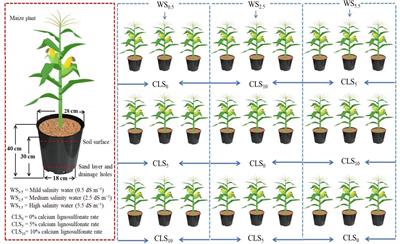 Calcium lignosulfonate-induced modification of soil chemical properties improves physiological traits and grain quality of maize (Zea mays) under salinity stress